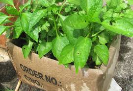 Cardboard box planter