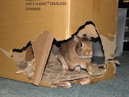 Rabbit in a box